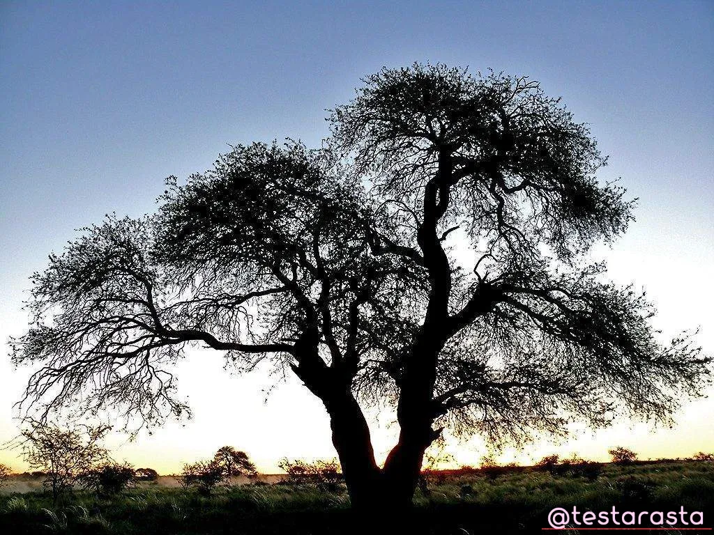 2.-Biodiversity-Argentina-calden.jpg