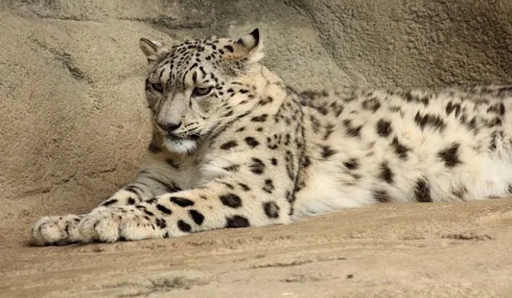 640px-snow-leopard-zurich-zoo-03.jpg