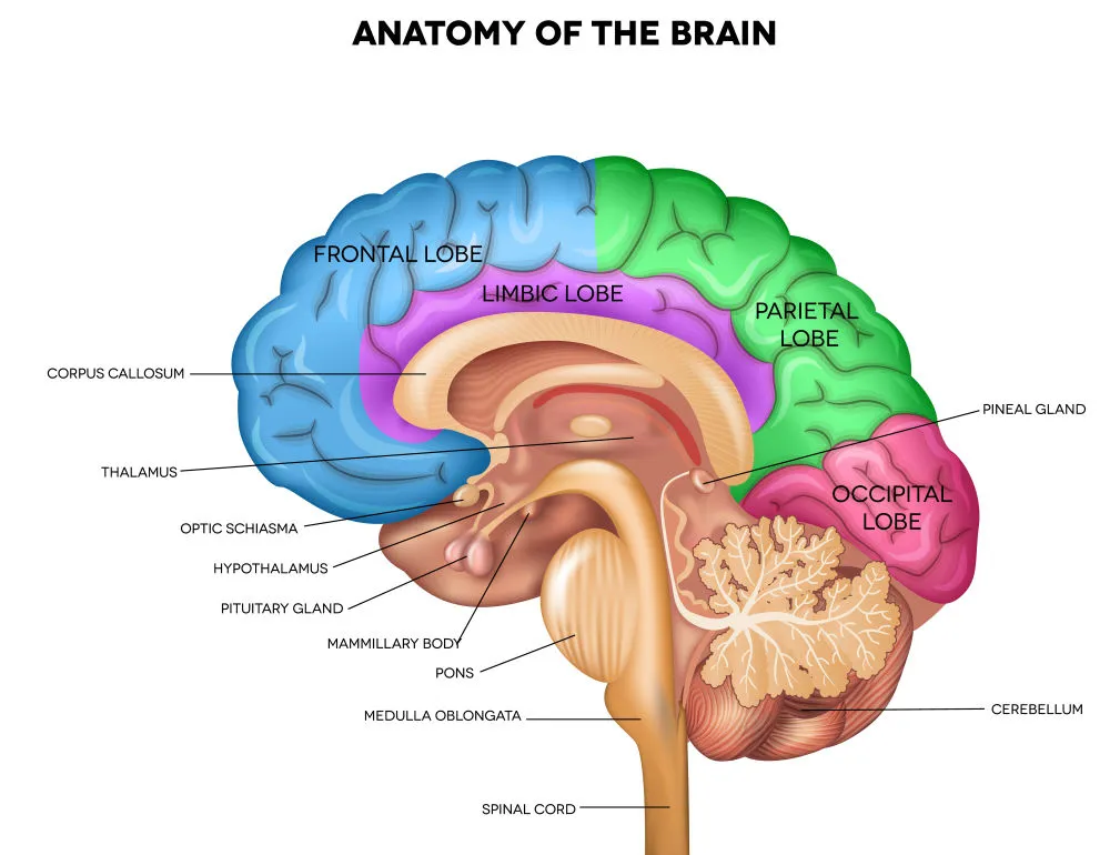 content-1468427430-brain-anatome.jpg