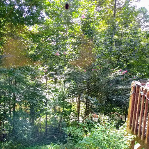 kitchen window spider web..jpg