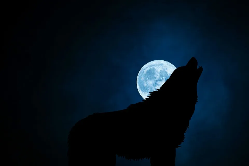 21 wolf-3022813_960_720Pixabay.jpg