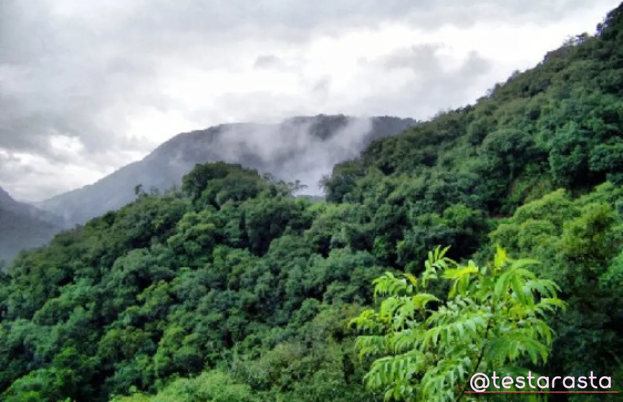 2.-Biodiversity-Argentina-Yungas.jpg