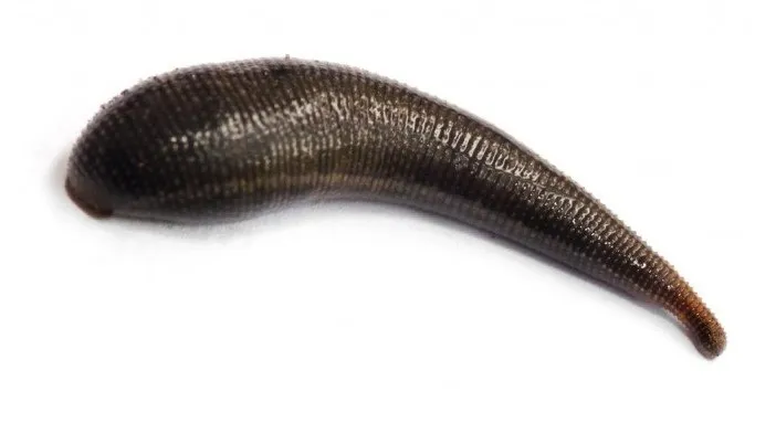 parasitic bloodsucking leech.jpg