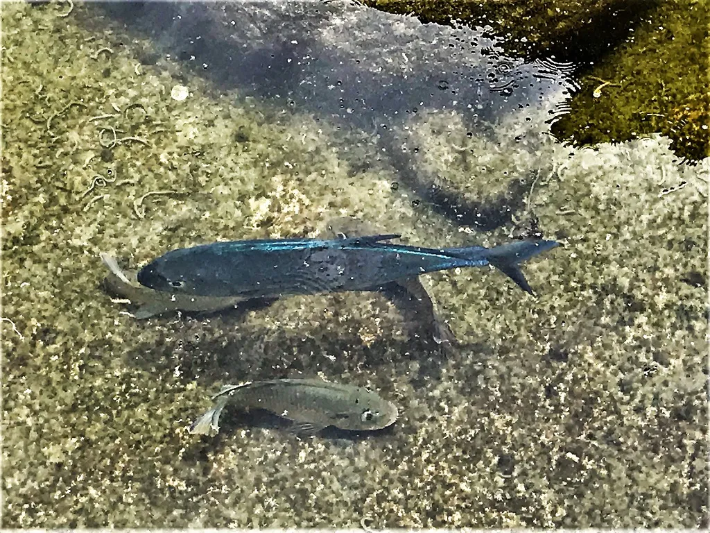 papio-talapia in pond 1024.jpg