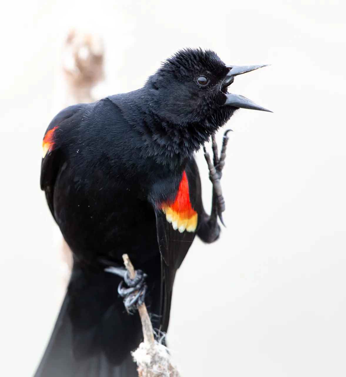 Redwing-Saved-for-Web-alkdjeeeee.jpg