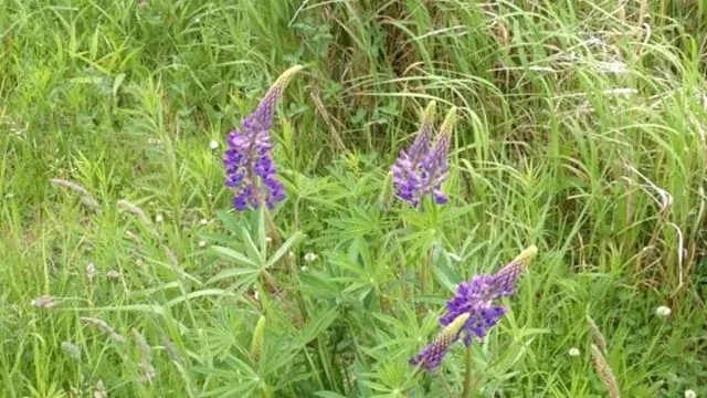 LUPINS 2019-06-29 title-0001.jpg