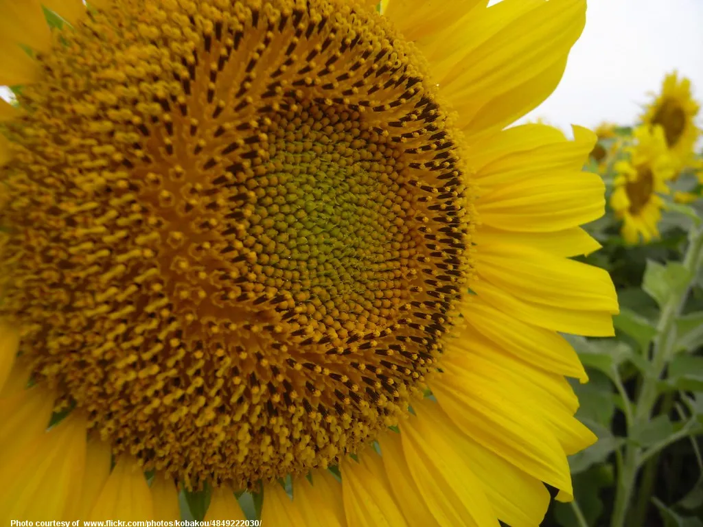 MassiveSunflowerMacro-001-070119.jpg
