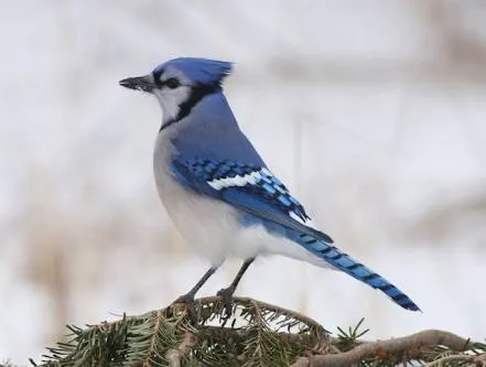 blue jay