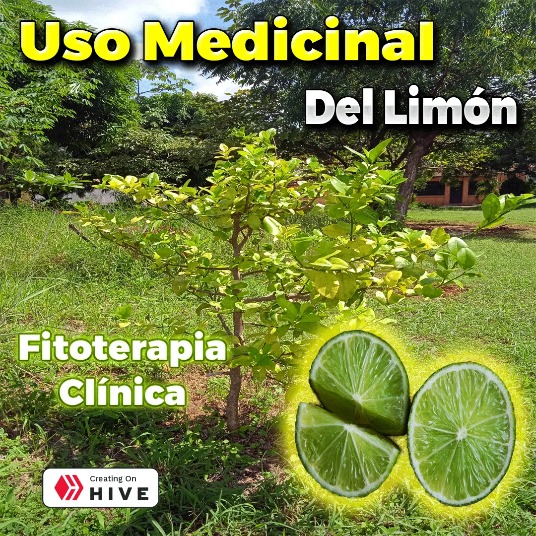 uso-medicinal-del-limon-fitioterapia-clinica.png