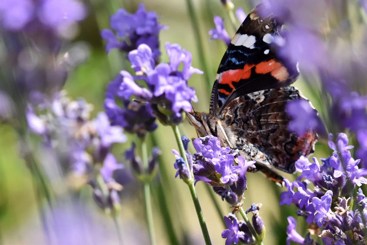 Vanessa atalanta red admiral butterfly lavender 6.jpg