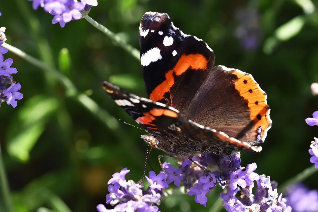 Vanessa atalanta red admiral butterfly lavender 4.jpg