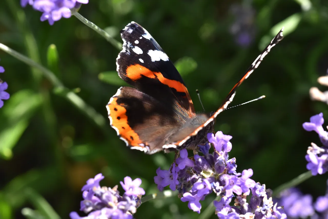 Vanessa atalanta red admiral butterfly lavender 5.jpg