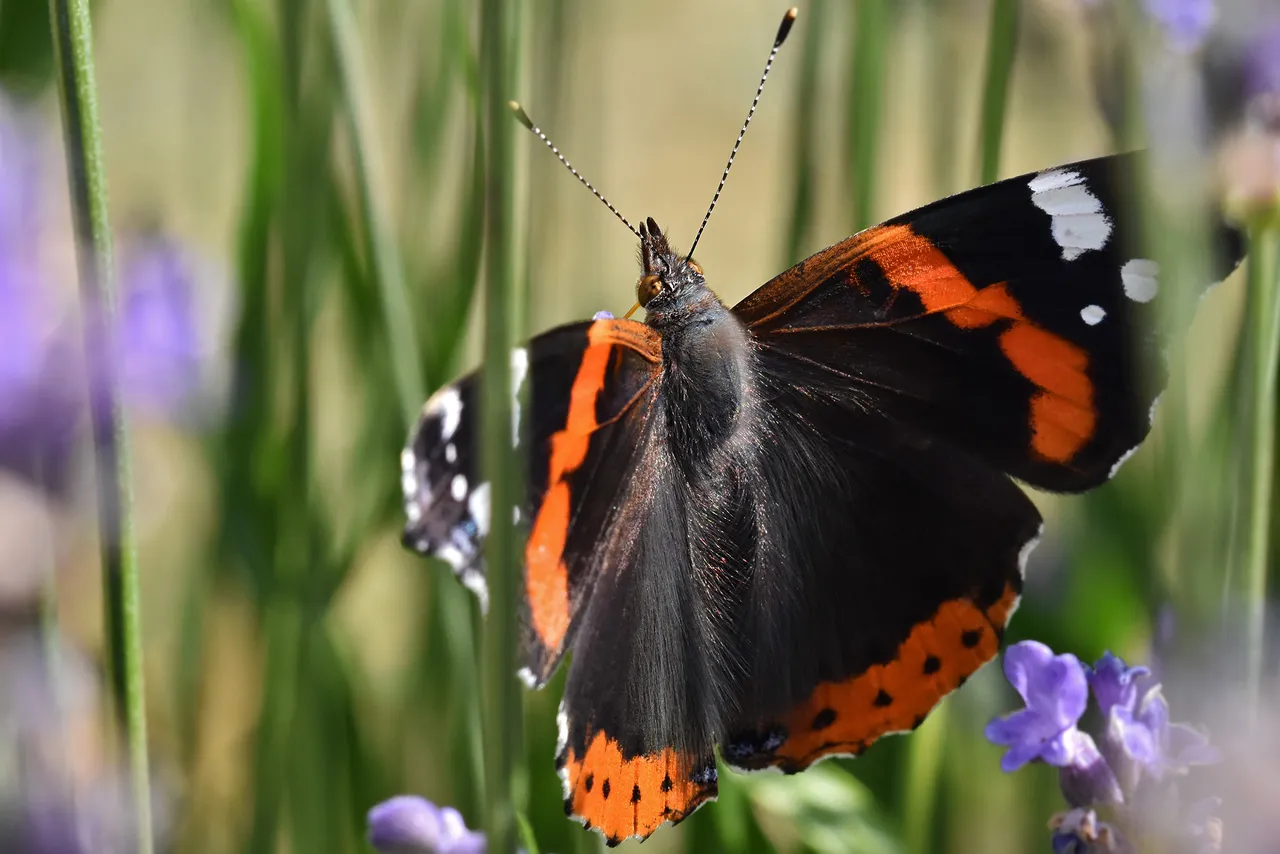 Vanessa atalanta red admiral butterfly lavender 7.jpg