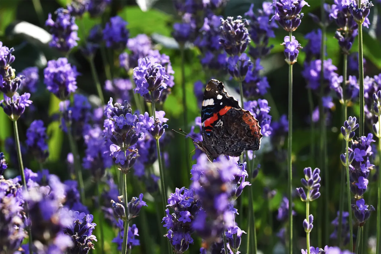 Vanessa atalanta red admiral butterfly lavender 1.jpg
