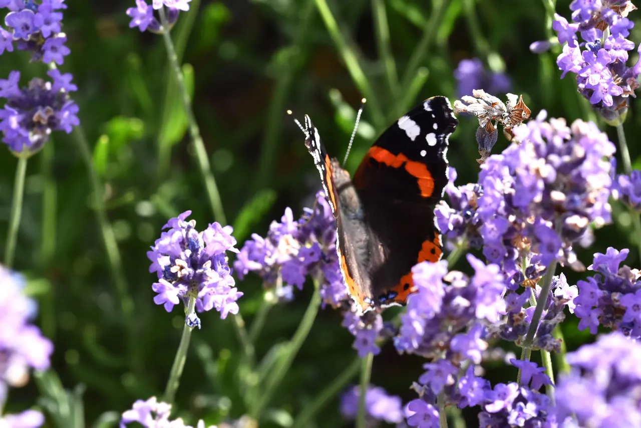 Vanessa atalanta red admiral butterfly lavender 3.jpg