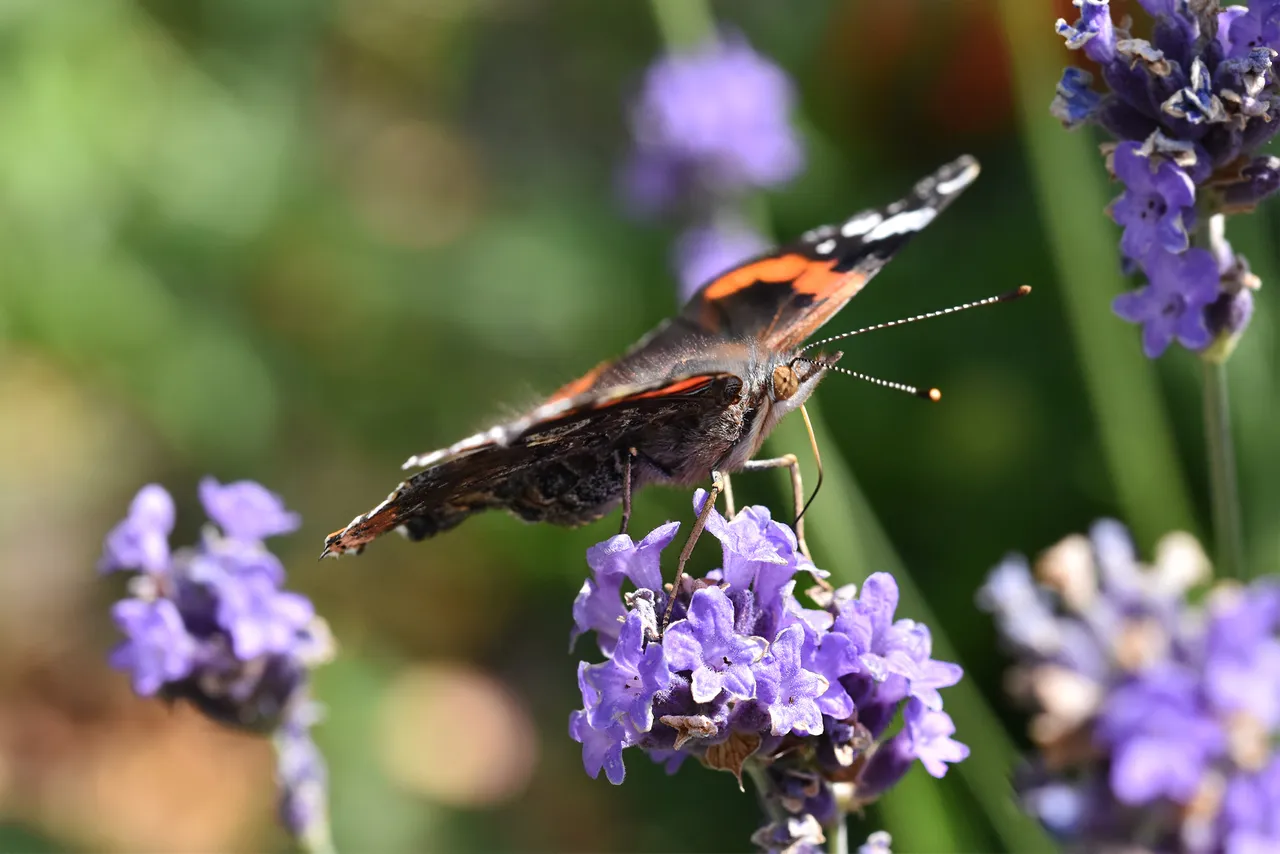 Vanessa atalanta red admiral butterfly lavender 8.jpg