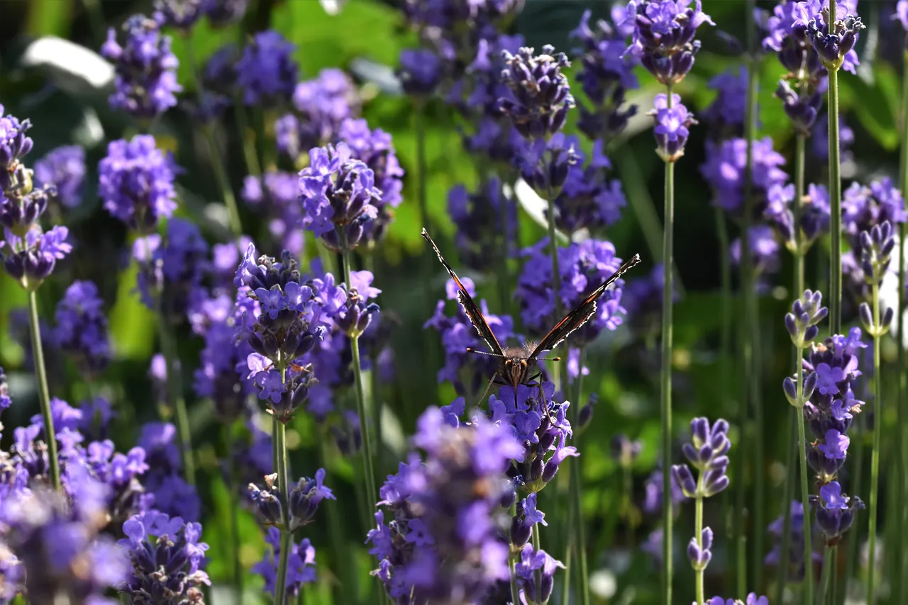 Vanessa atalanta red admiral butterfly lavender 2.jpg