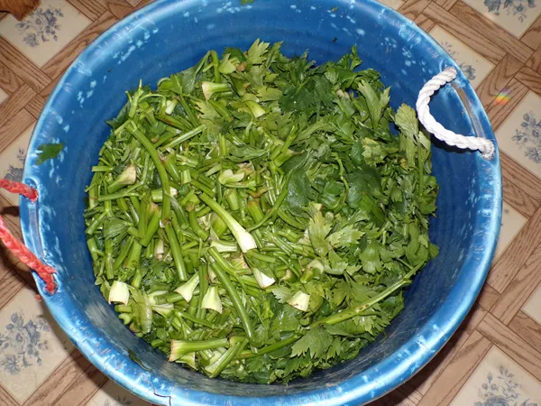 Celery salt  the waste crop August 2020.jpg
