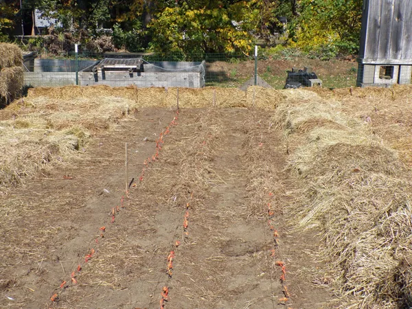 Small garden  20' mulched crop Oct. 2020.jpg