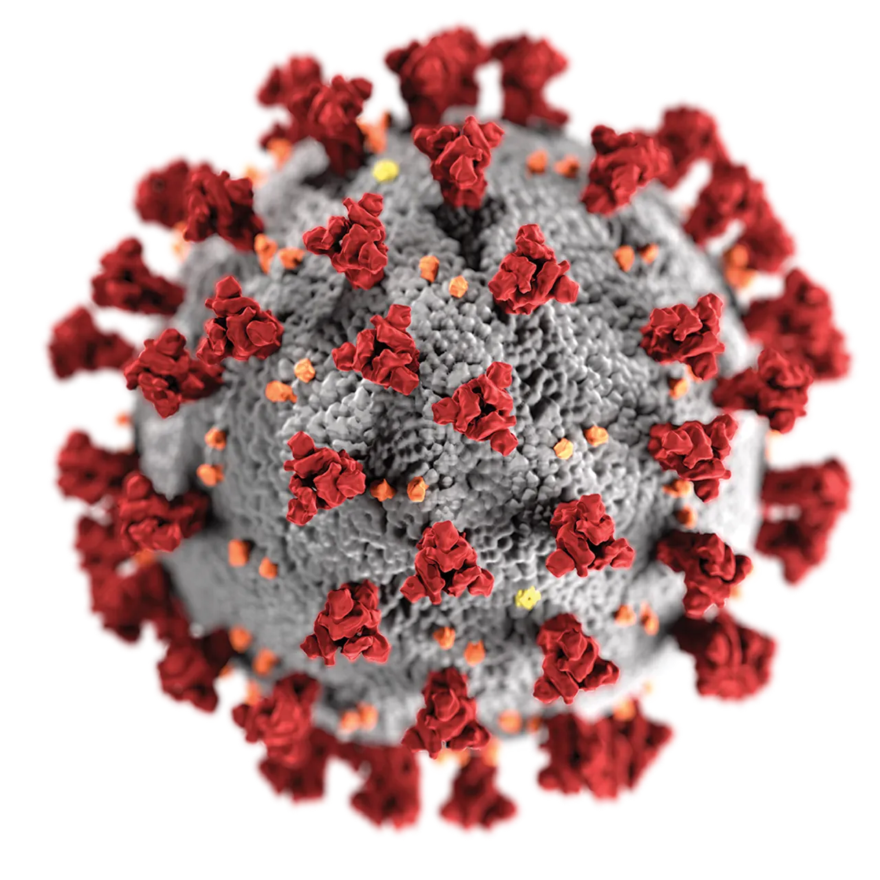 coronavirus-covid-19.png