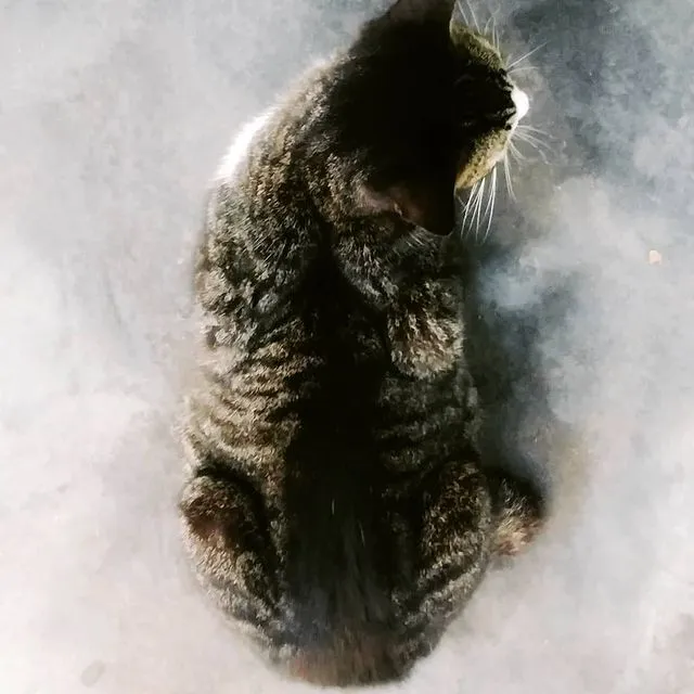 Cat Back.jpg