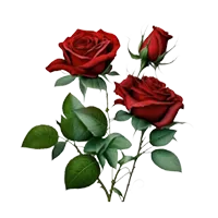 Strauchrose PS.png