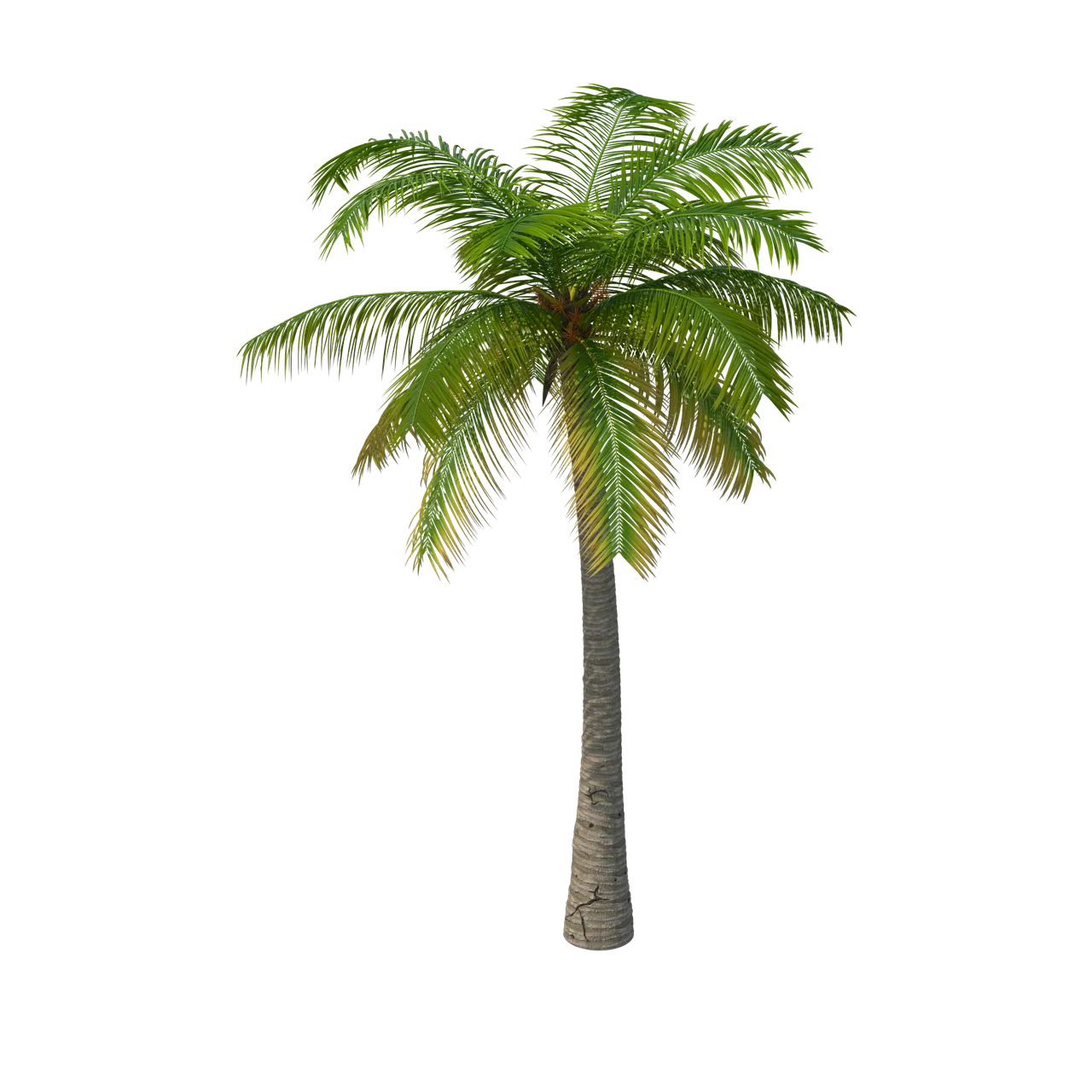 purepng.com-palm-treearecaceaepalmaepalmaceaepalmtropicaltropicsubtropicexoticenvironmentlandscapelandscapingnaturetreepalm-tree-1271525439377swikz.png