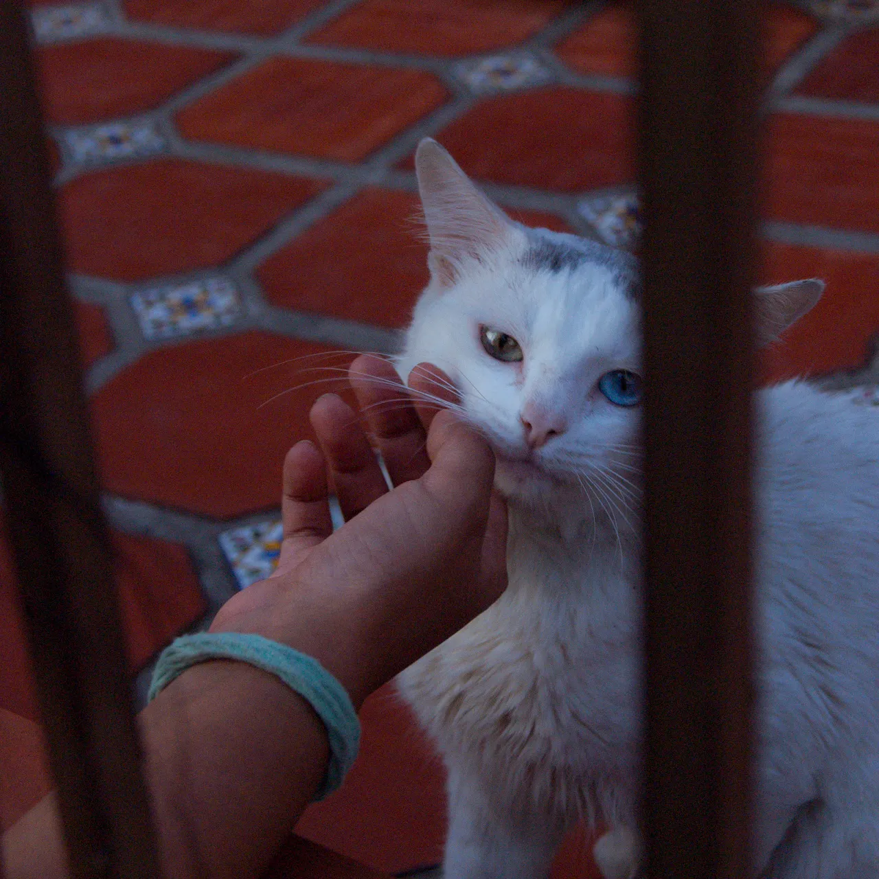 Whitecat_6.jpg