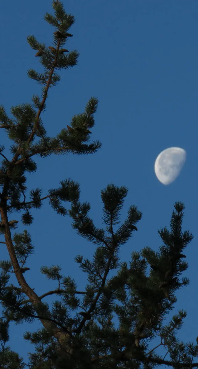 close up just over half moon near pine branch.JPG