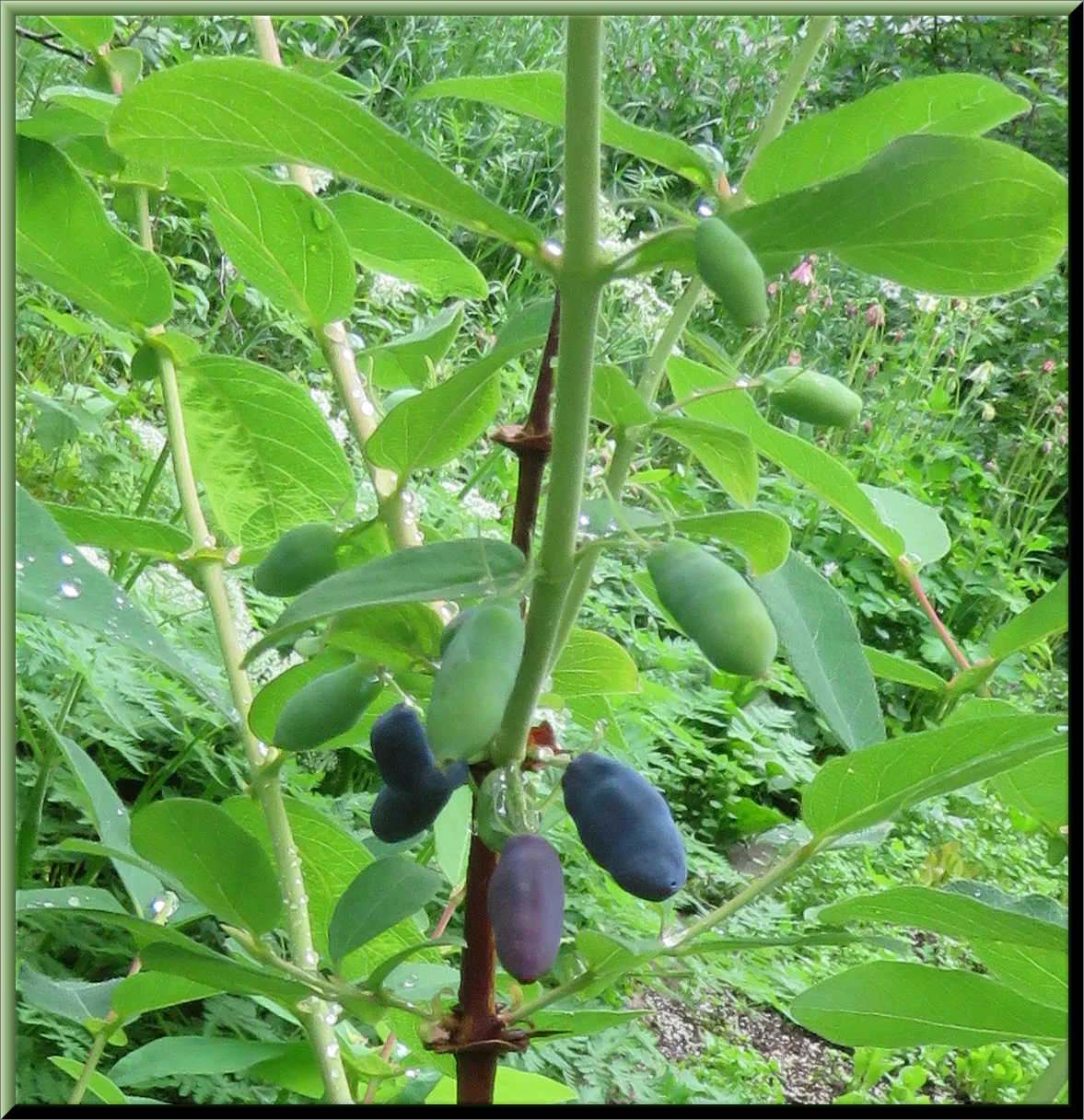 berries starting to ripen on the haskap bushes.JPG