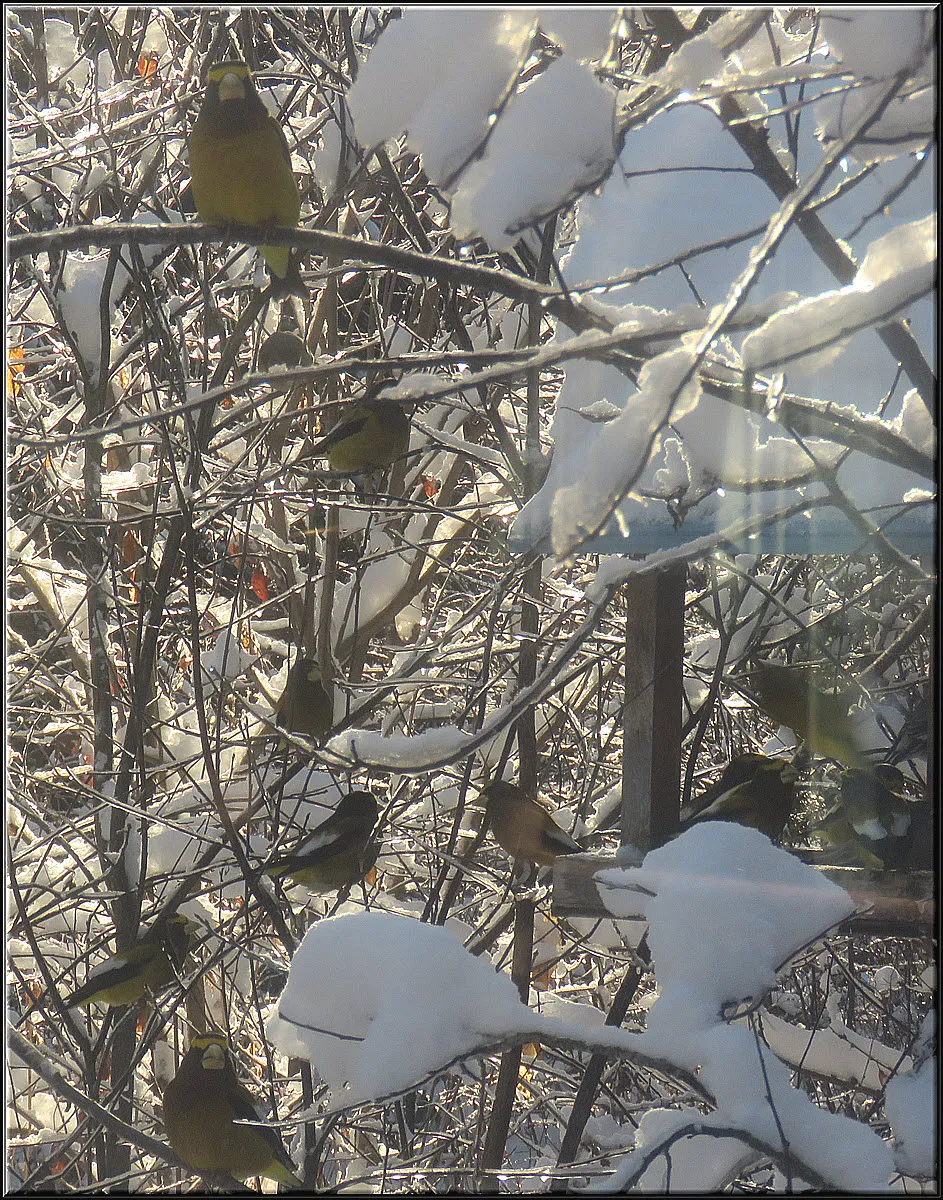 7 grosbeaks on snowy branches others on feeder.JPG