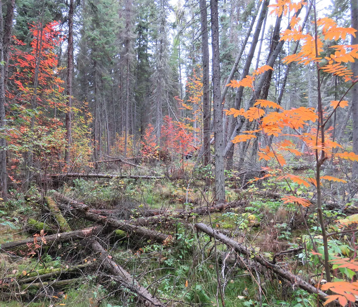fall colored young mountain ash by fallen logs.JPG