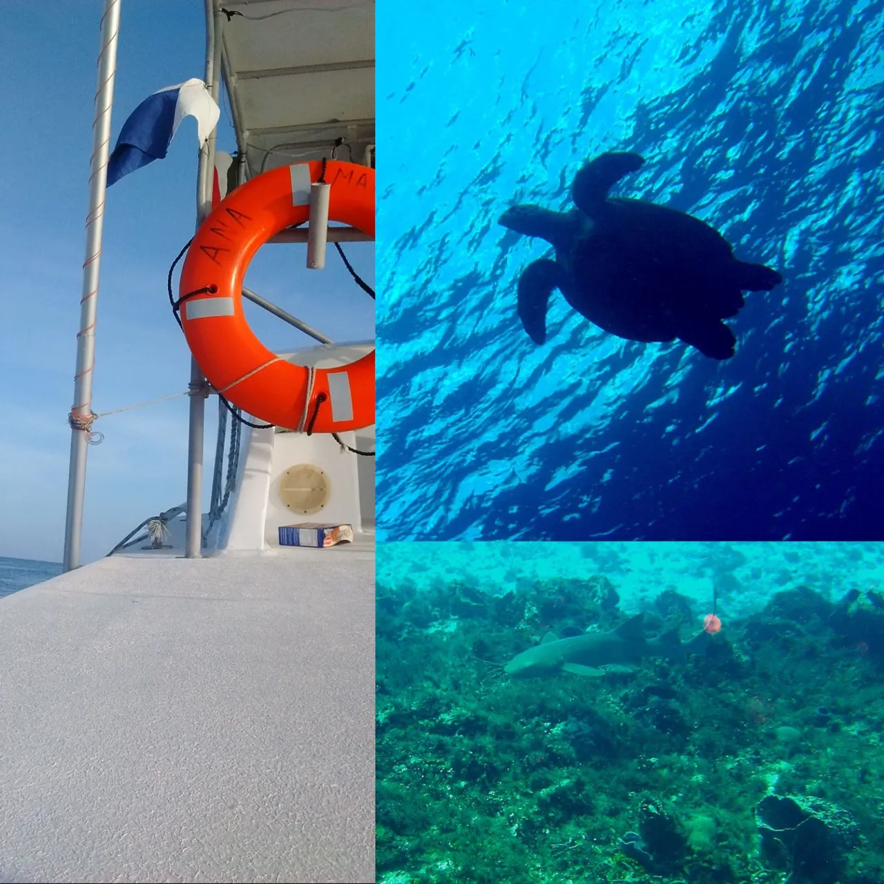 Diving Collage.jpg