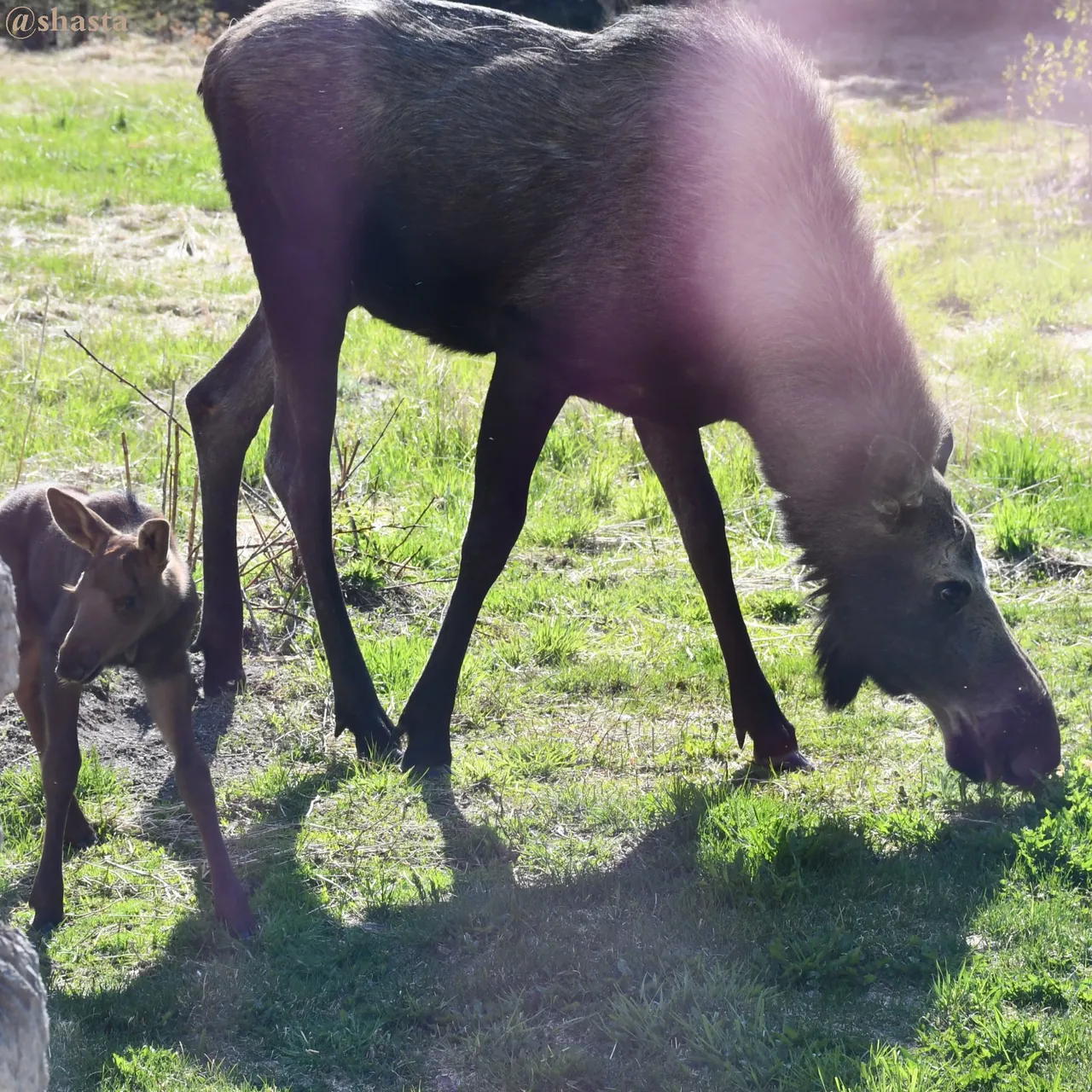 shasta2022april12th47moose5io.jpg