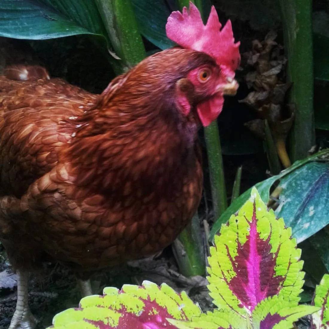 gallina-ruperta-4.jpg