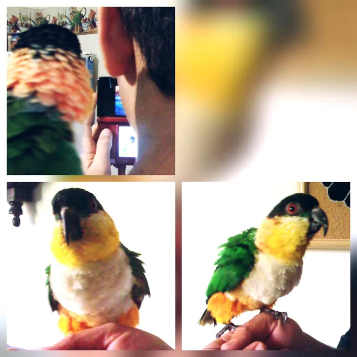 Collage caique parrot.jpg