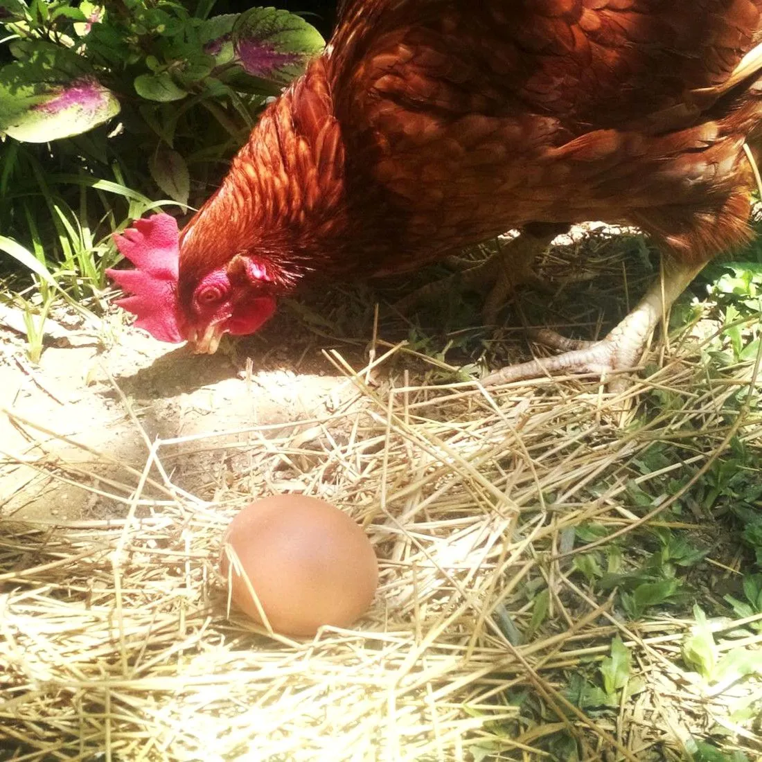 gallina-ruperta-3.jpg