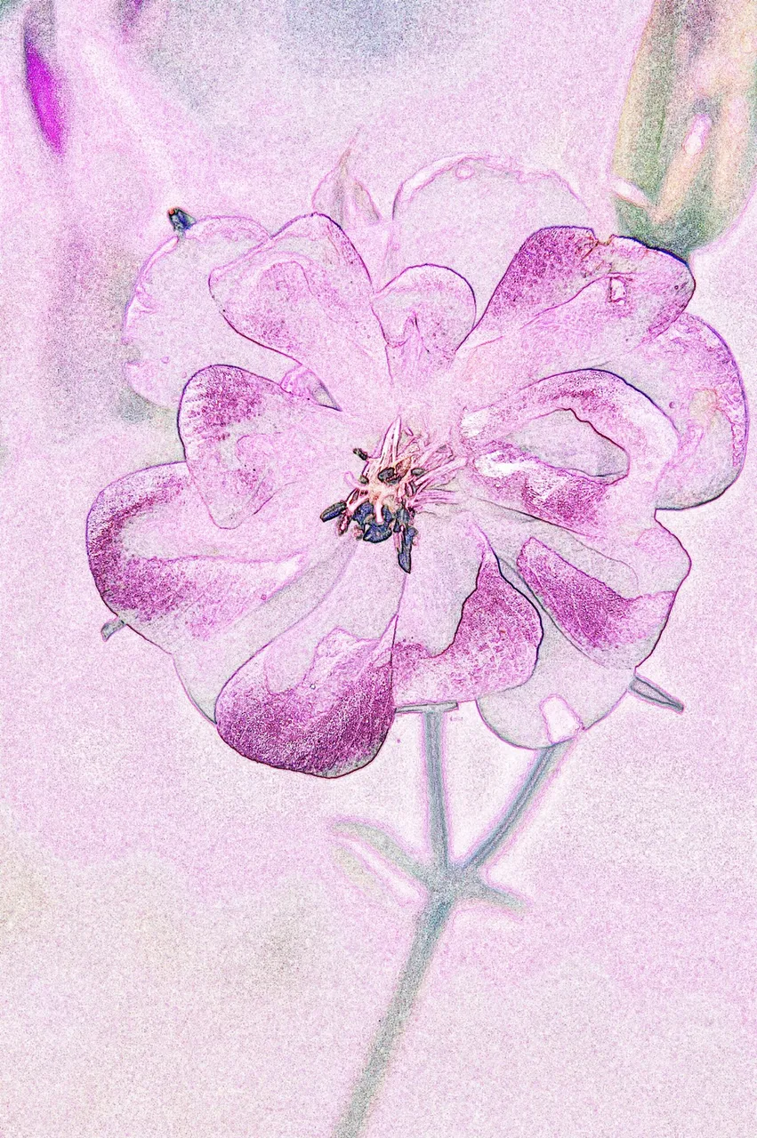 08Jun04_071_pinker_water_colored_pencils_1600.JPG