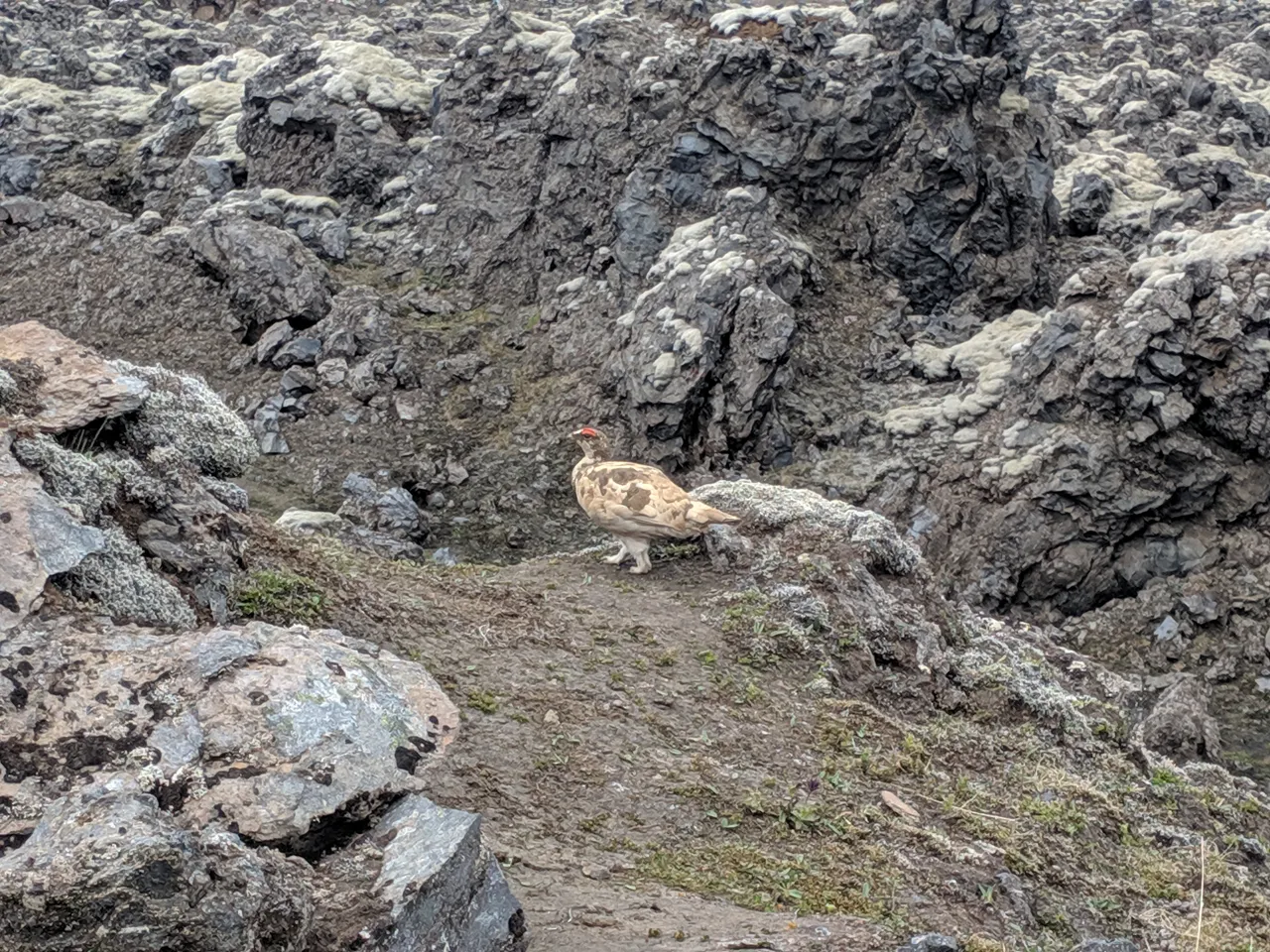 Laugahraun lava field bird