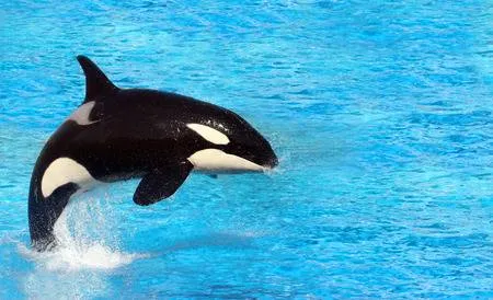 29421316bigkillerwhalejumpingonwater.jpg