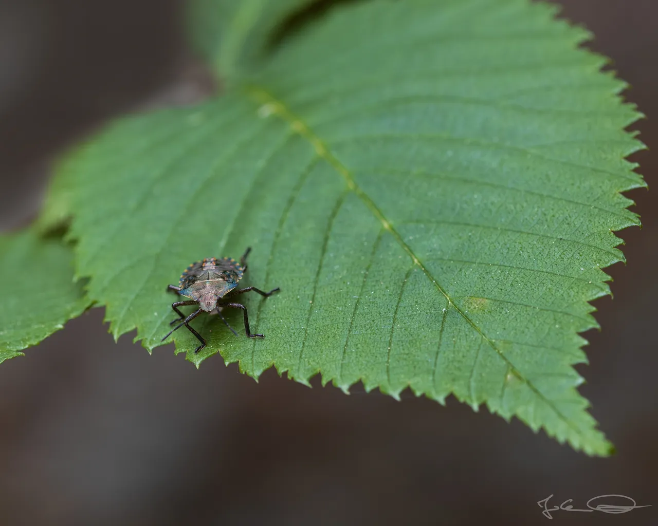 Forest Bug Nymph