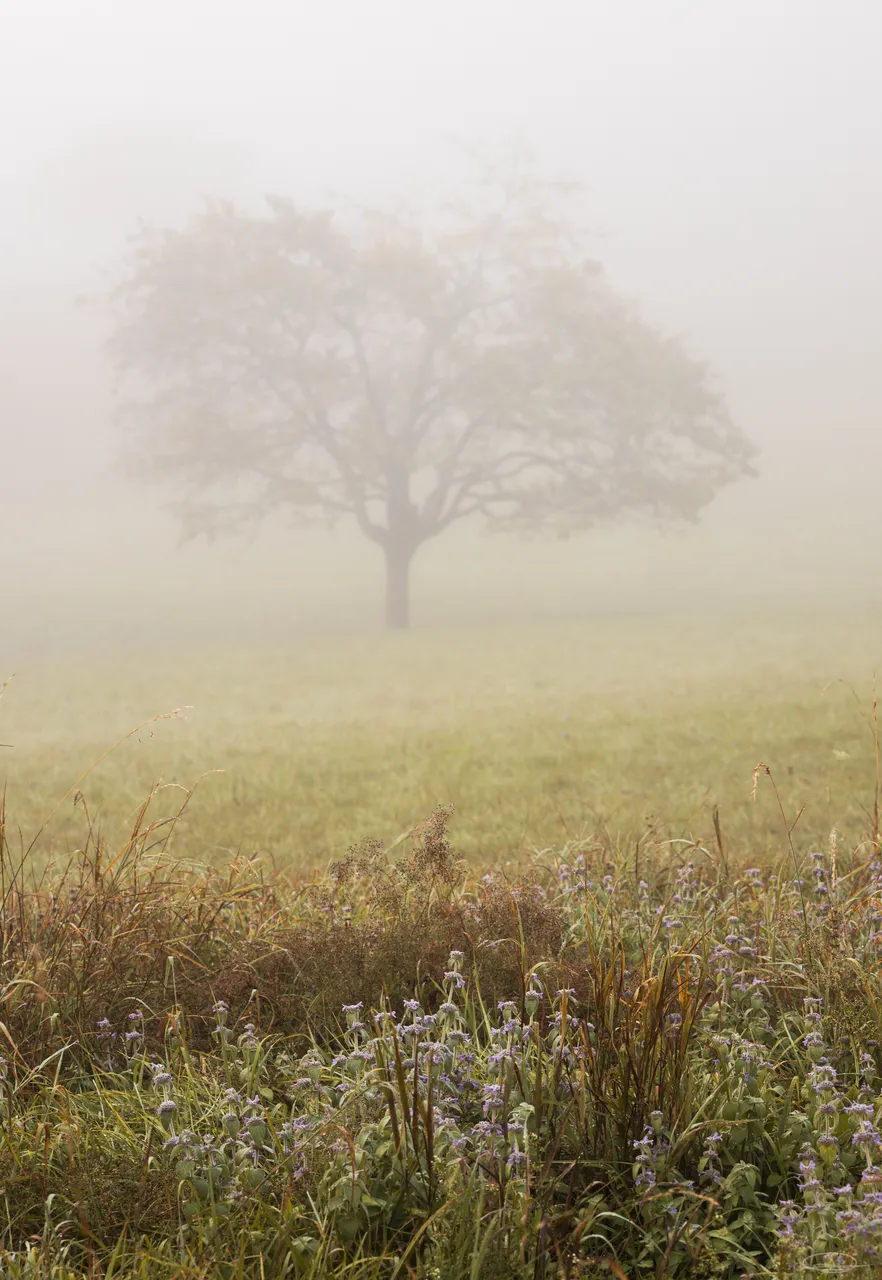 2021_10_03_foggy_morning_7297_3000px.jpg