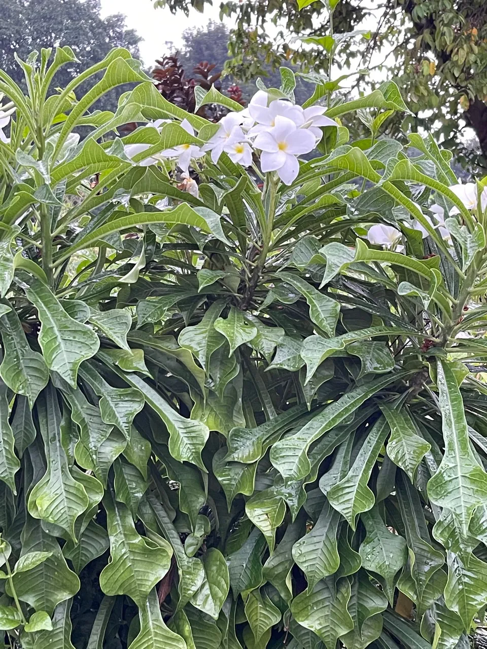 1A1394C3-97A6-4EF2-B25F-02D6C3DE065F.jpeg
