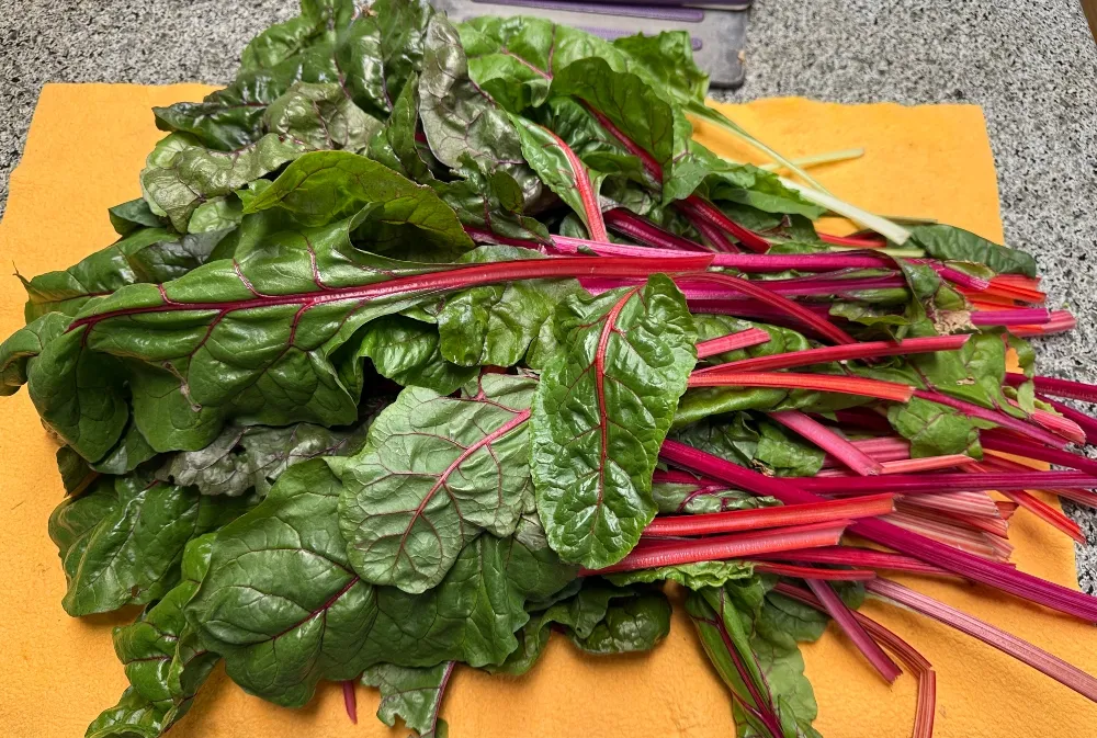foodiesbeehive-hivegarden-swiss-chard.jpg