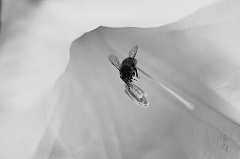 blackandwhite bee-pollen sunscape.jpg