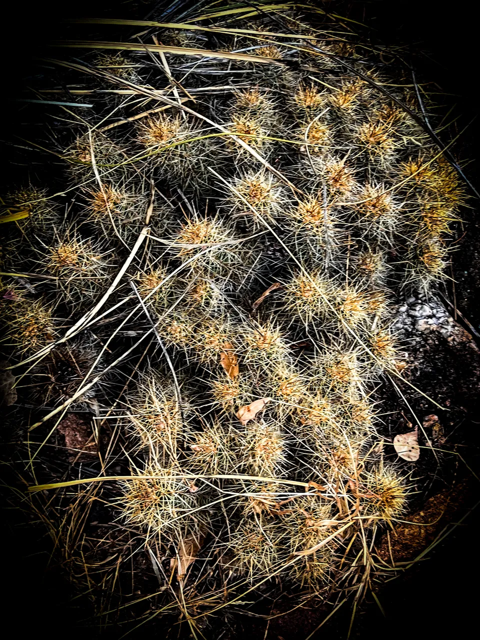 E26FA17F-0B18-469D-8FB9-79649416B0D3.jpeg