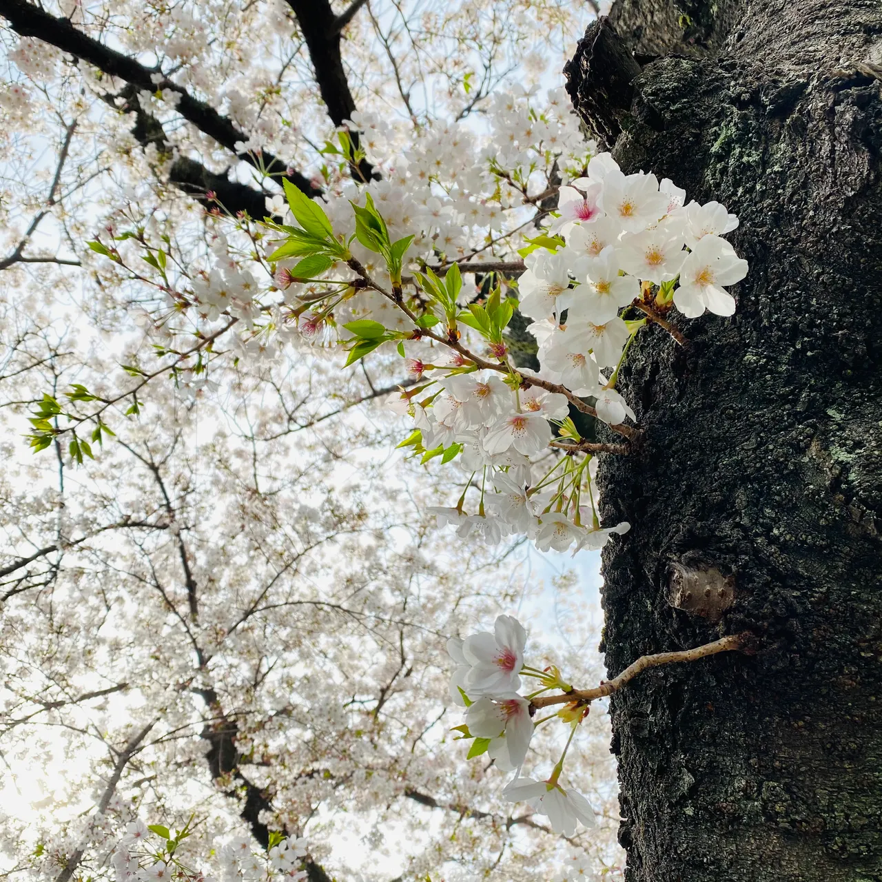AB8980CB-49E3-4ABE-B39A-376B89A96D20.jpeg
