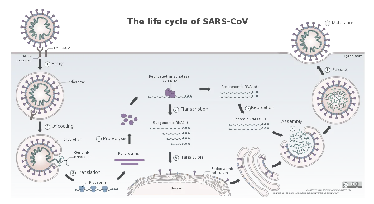 1200px-The_life_cycle_of_SARS-CoV.svg.png