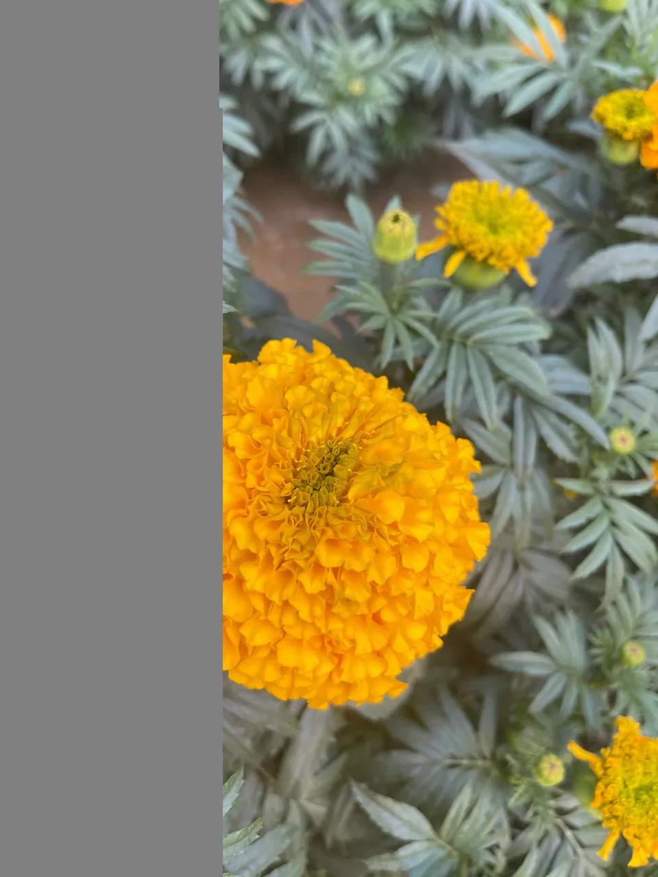 "75AD96EC-3240-4C89-A047-3896353342AB.jpeg"