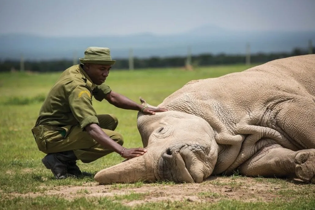 The end of an era World’s Rearest Rhino